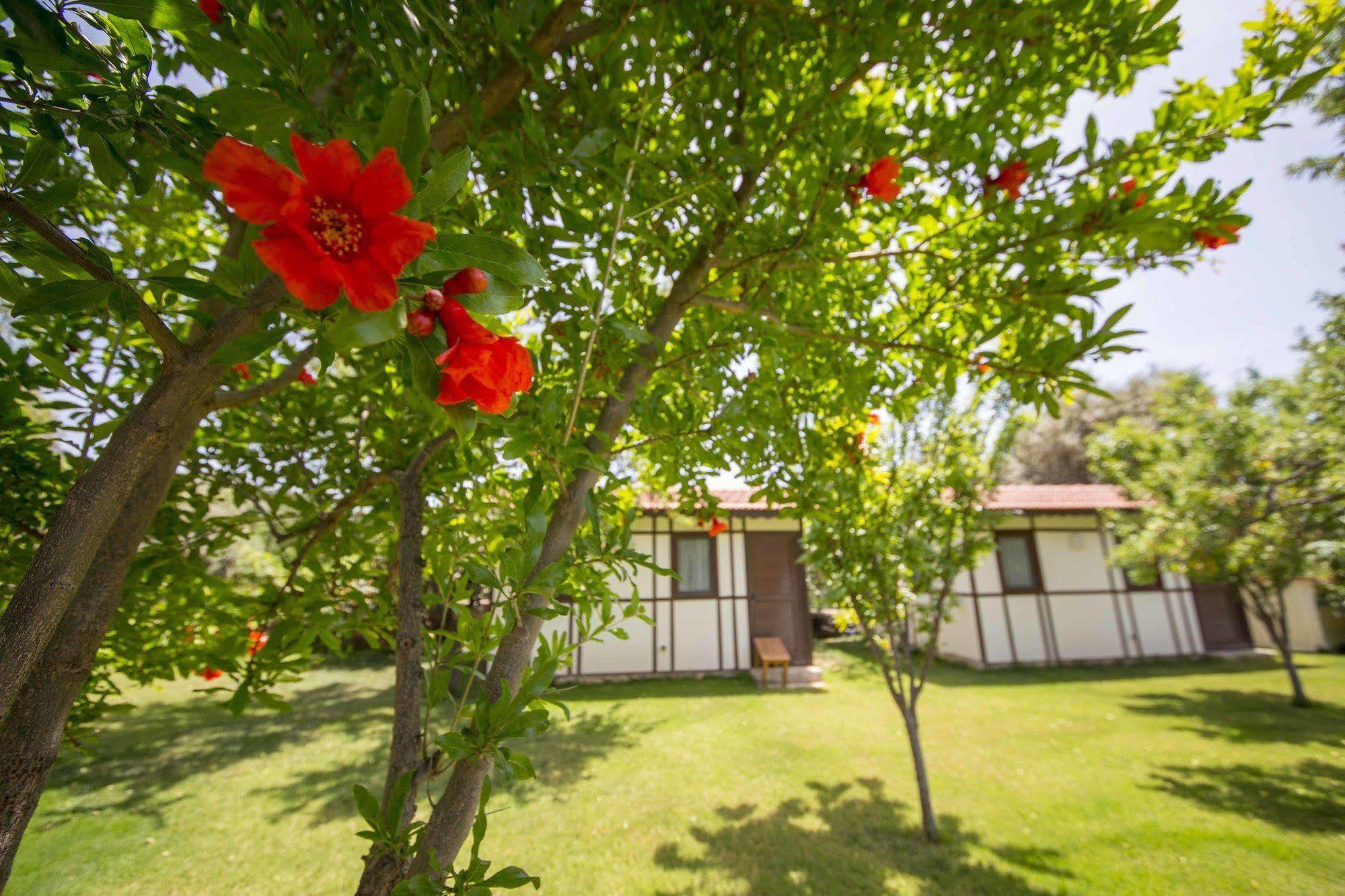 Bal Badem Bungalow Datça Exterior foto